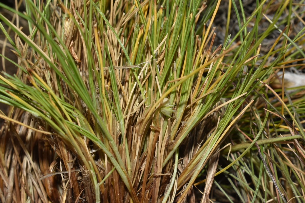 Carex moorei