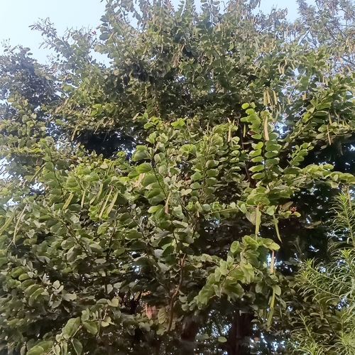 Orchid Tree