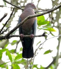 Patagioenas flavirostris