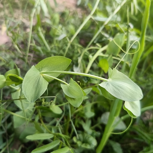 Yellow Vetchling