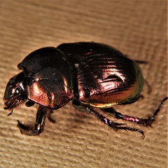 Phelotrupes auratus