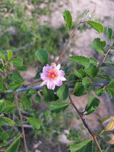 Grewia androyensis
