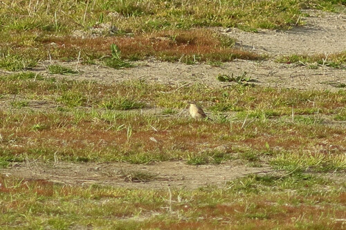 Tawny Pipit (Anthus campestris), photo 5