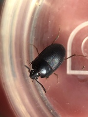 Gondwanocrypticus platensis