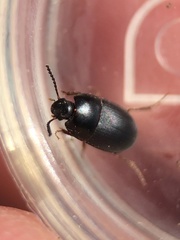 Gondwanocrypticus platensis