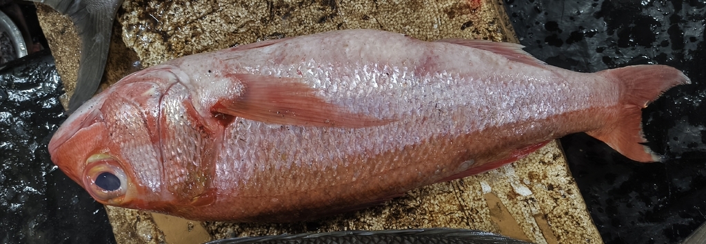 Deep snapper (Etelis carbunculus) — Lutjanidae