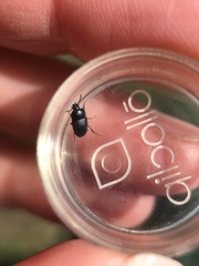 Gondwanocrypticus platensis