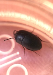 Gondwanocrypticus platensis