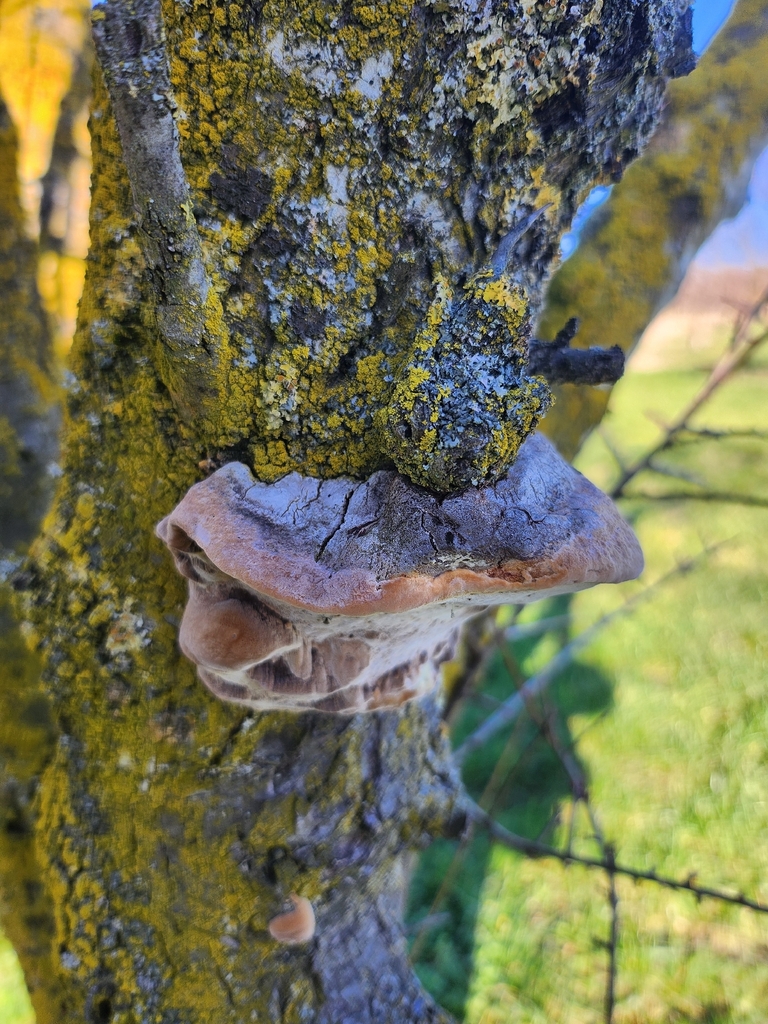 Phellinus pomaceus · February 2026 · photo: © nardognolo (iNaturalist, cc-by)
