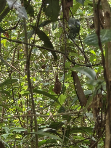 Rhinolophus trifoliatus