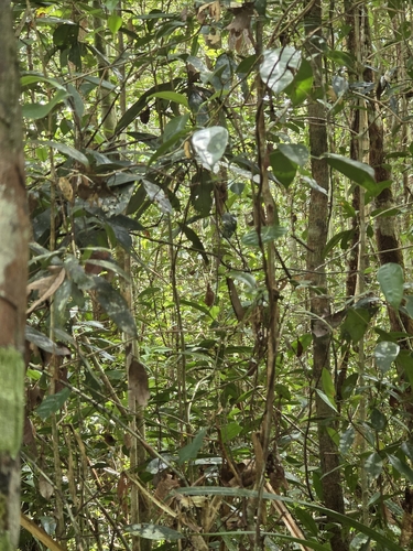 Rhinolophus trifoliatus