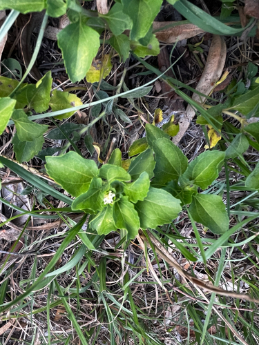 Acanthospermum australe, photograph 6