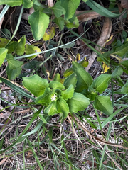 Acanthospermum australe, photograph (c) Catriona Hays Howson, some rights reserved (CC BY)