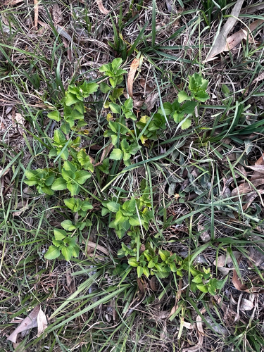 Paraguayan Starbur (Acanthospermum australe)