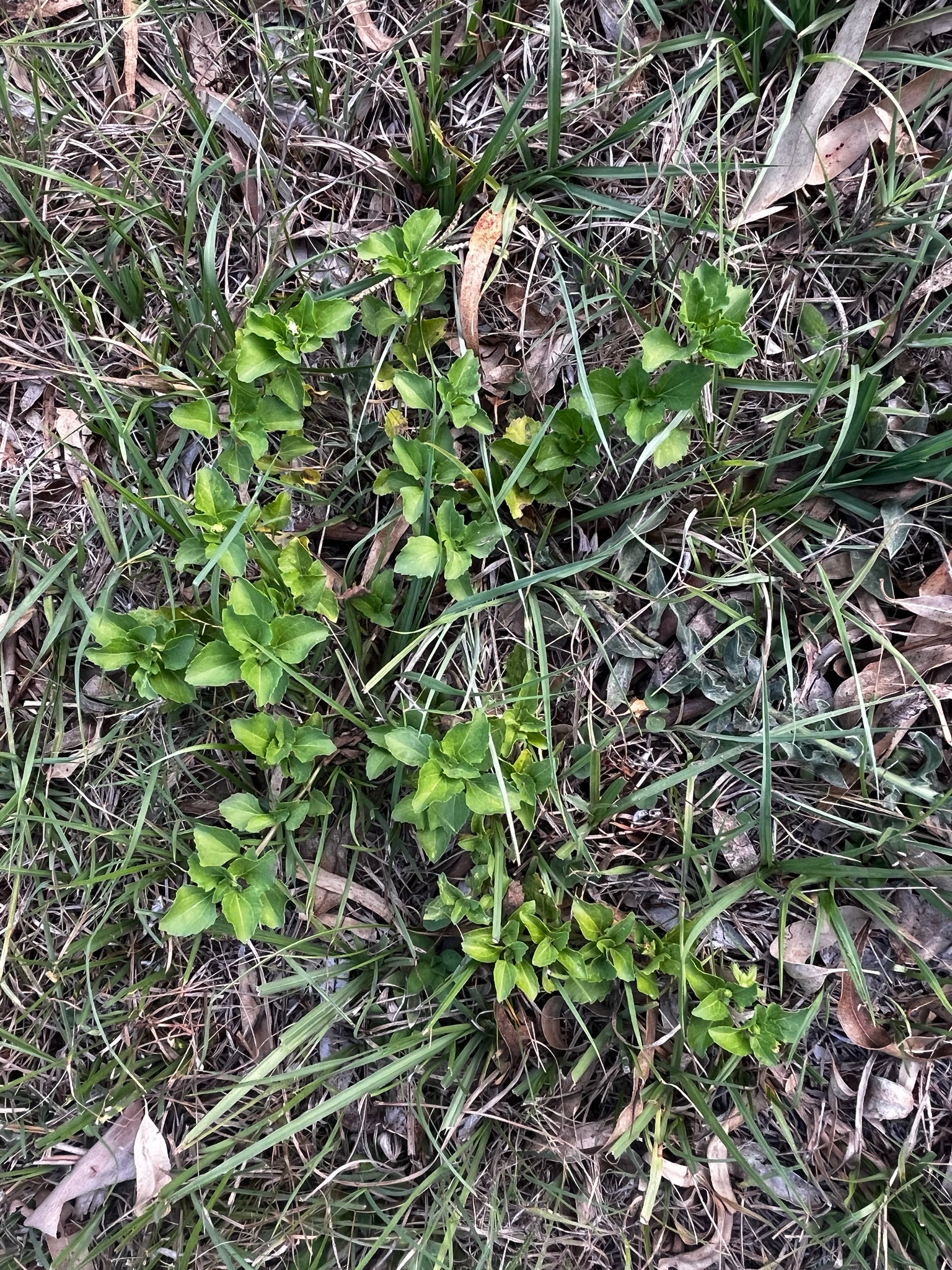 Paraguayan Starbur (Acanthospermum australe)