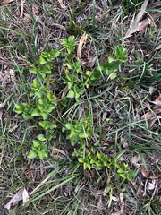Acanthospermum australe, photograph (c) Catriona Hays Howson, some rights reserved (CC BY)