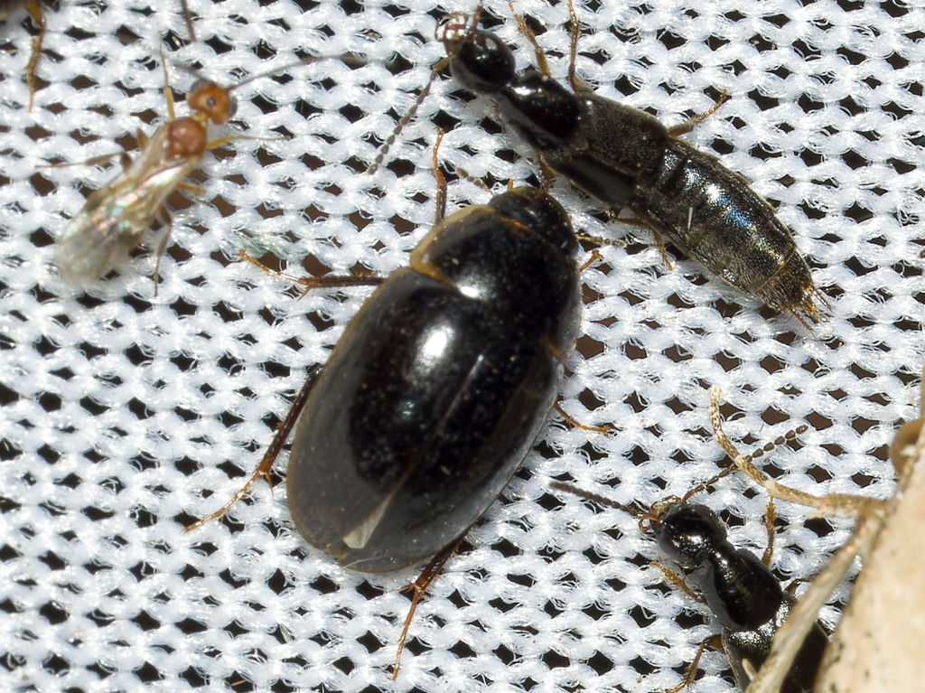 Egnima Insecte Enochrinae from Dagana, Senegal on January 13, 2026 at 07:31 AM by ...