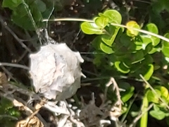 Palystes superciliosus