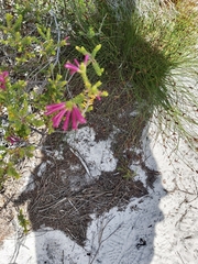 Erica abietina