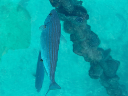 Sarpa salpa