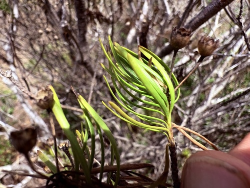 Euryops linearis, photograph 6