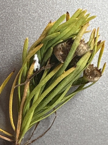 Euryops linearis, photograph 4