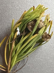 Euryops linearis, photograph (c) Christina, some rights reserved (CC BY)