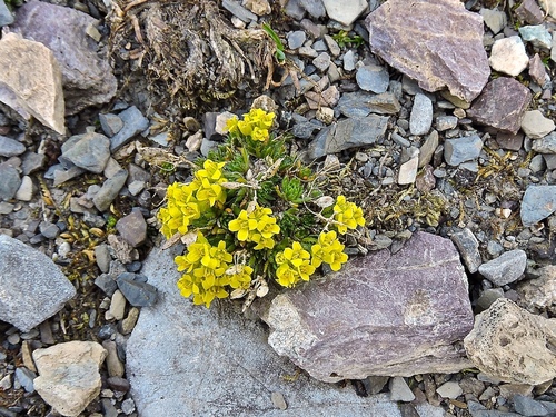 Draba hoppeana, photograph 2