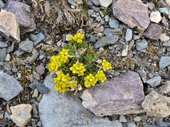 Draba hoppeana, photograph (c) Karsten Rohweder, some rights reserved (CC BY)