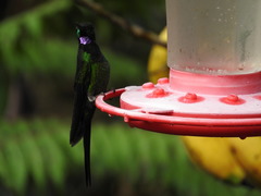 Heliodoxa imperatrix