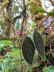 Trailing Violet (Columnea minor)