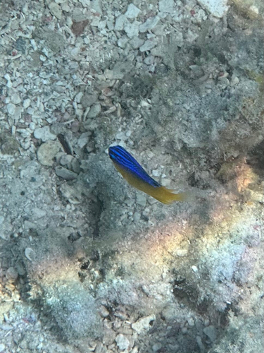 Stegastes leucostictus