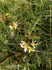 Solanum grayi