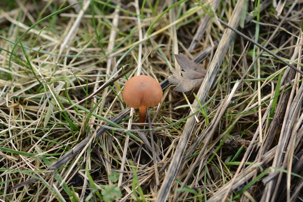 Tubaria furfuracea · February 2026 · photo: © cryptomarasmius (iNaturalist, cc-by)