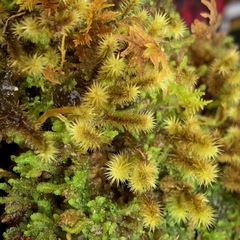 Breutelia chrysocoma