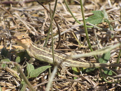 Diporiphora jugularis