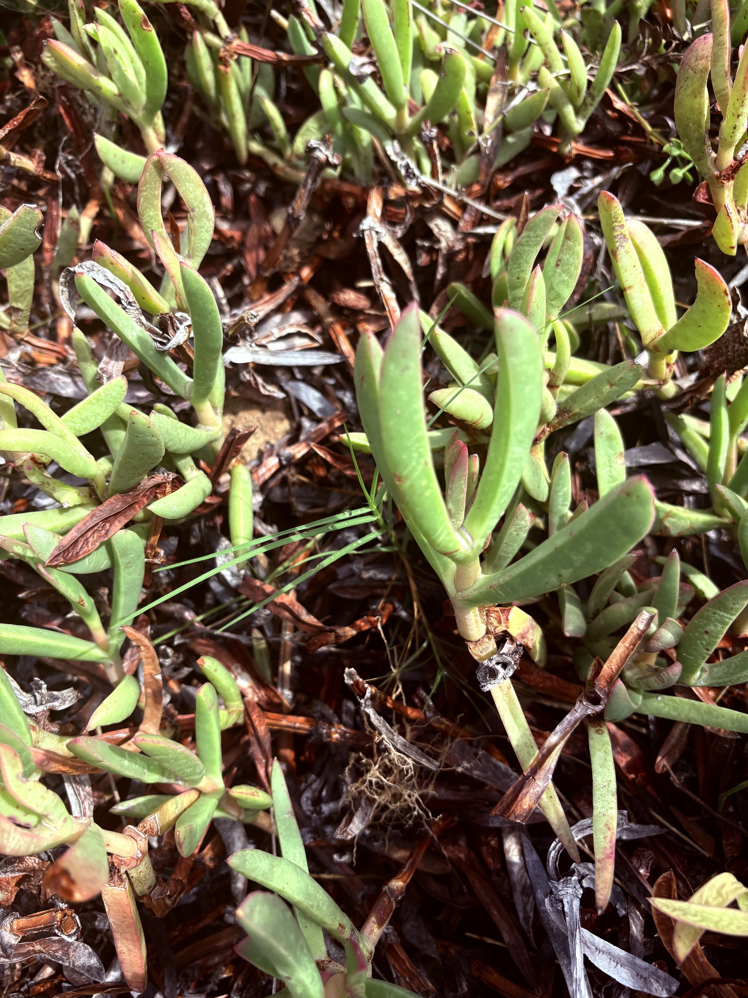 Delicious Sourfig (Carpobrotus deliciosus)