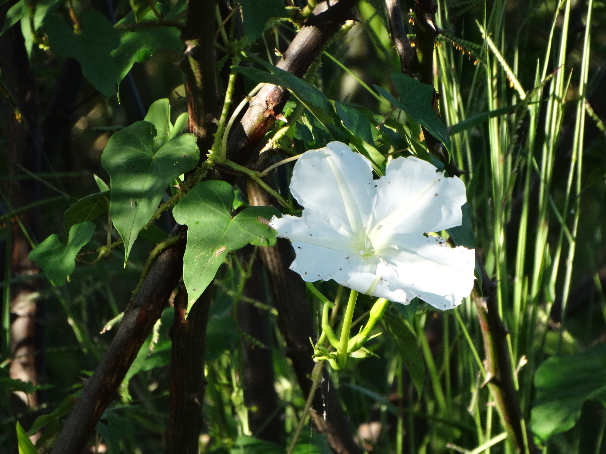 Ipomoea alba