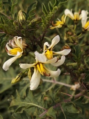 Solanum grayi