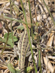 Diporiphora jugularis