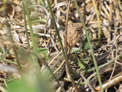 Diporiphora jugularis