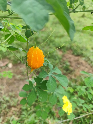 Momordica charantia
