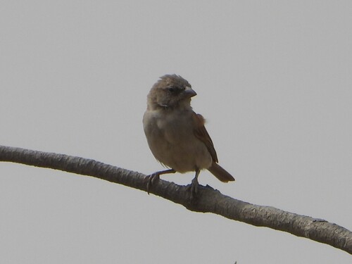 iNaturalist image