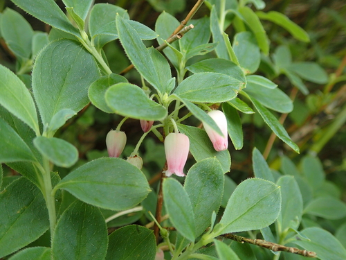 Rhododendron multiflorum iNat (2)