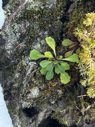 Foto de Mãe de milhares