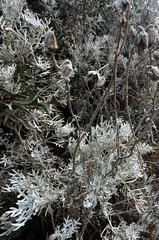 Senecio vira-vira, photograph (c) Catriona Hays Howson, some rights reserved (CC BY)