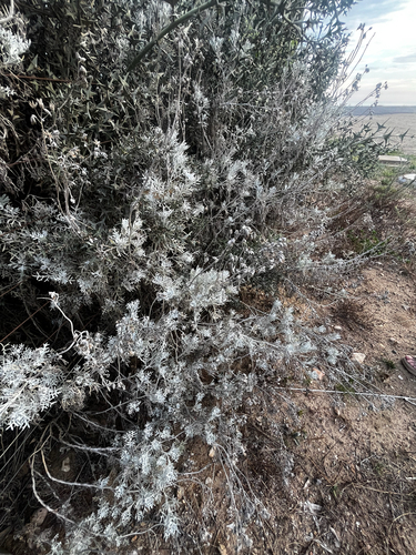 Senecio vira-vira, photograph 1