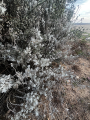 Senecio vira-vira