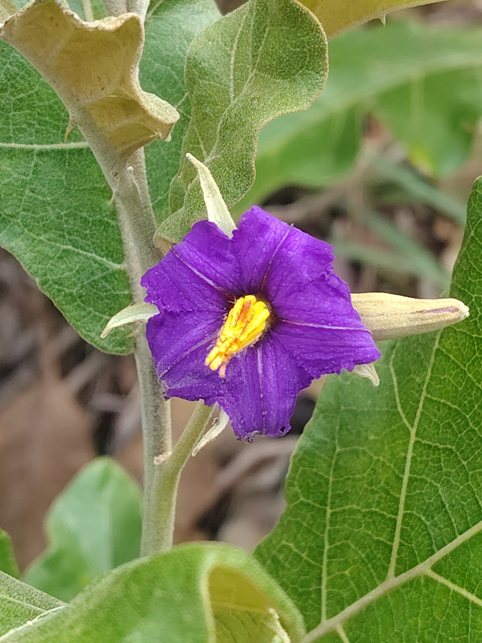 Solanum gomphodes