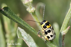 Metallactus pollens